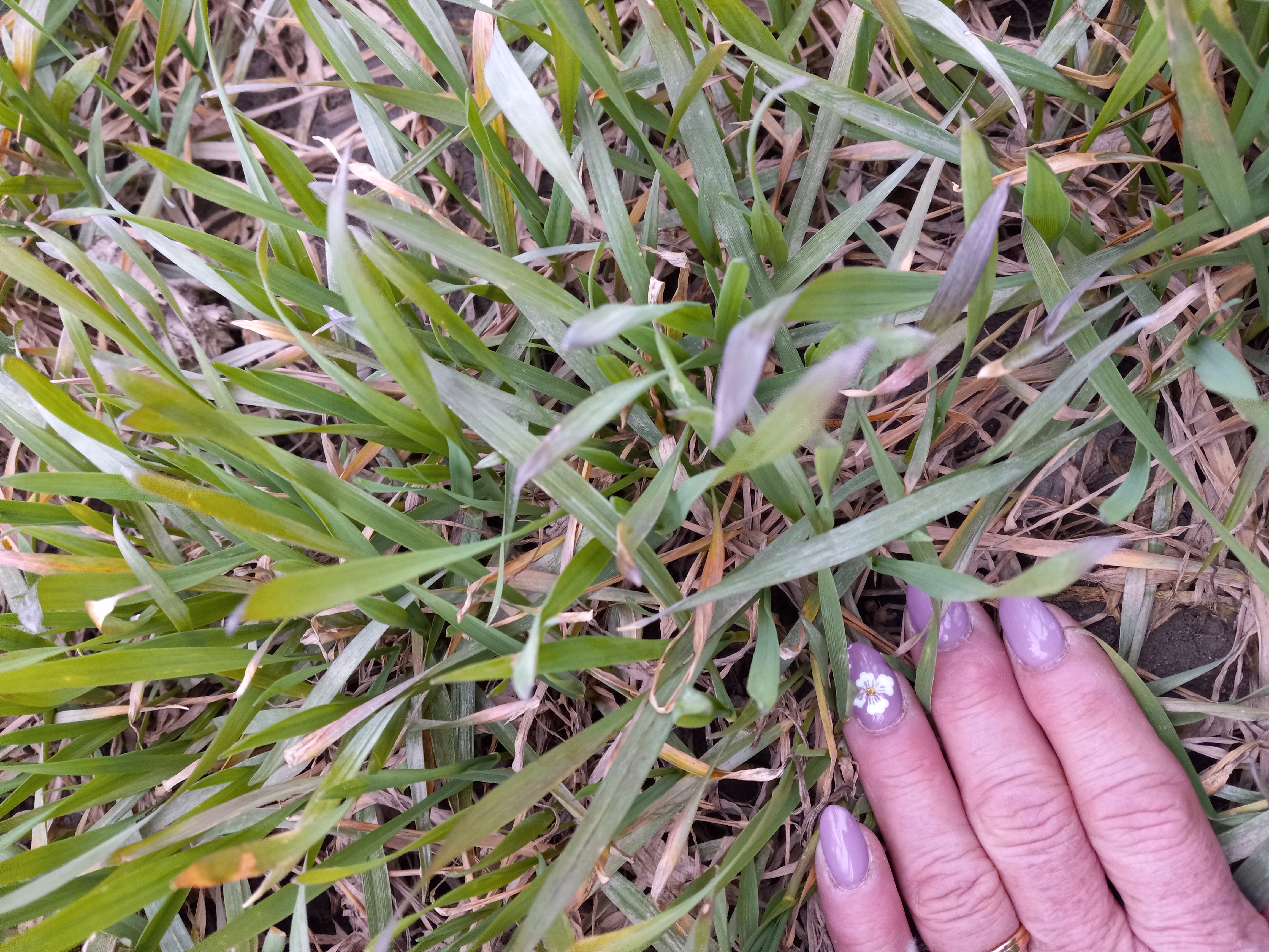 Teresa Crook WW 4 14 25.jpg